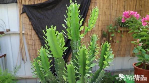 三角霸王鞭的花语和养殖方法？我的世界霉运药水哪里获得