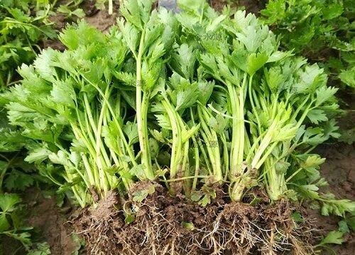 芹菜什么季节成熟？我的世界芹菜在哪里多