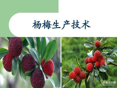 杨梅是什么目？我的世界腊杨梅在哪里