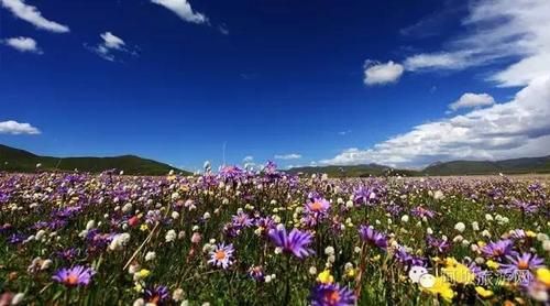 俄木塘花海海拔多少米？我的世界最美花海在哪里