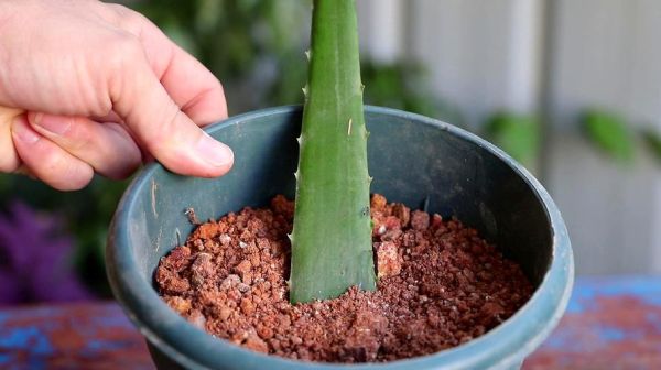 芦荟分枝怎样移盆？我的世界芦荟在哪里挖