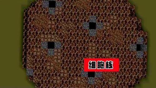 组织细胞在身体的哪个部位？我的世界细胞分布在哪里