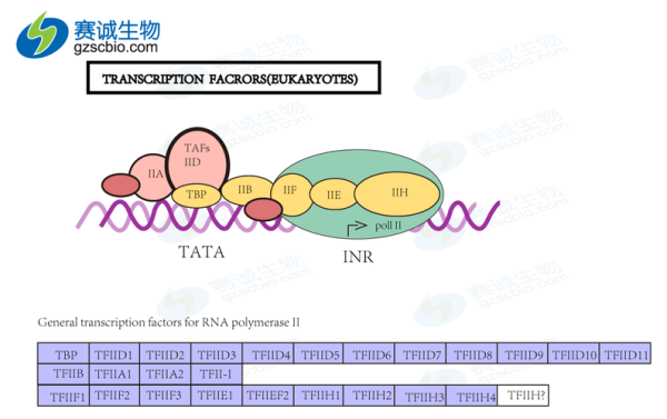 如何寻找某个转录因子调控的靶基因？我的世界靶基因在哪里
