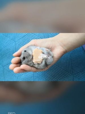 仓鼠灰灰什么时候出？我的世界仓鼠宝藏在哪里