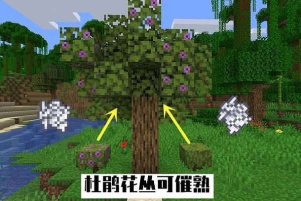 我的世界杜鹃树生长在什么地方？我的世界里杜鹃树在哪里