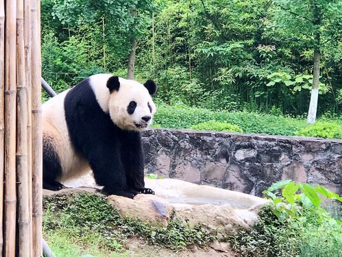 熊猫谷和熊猫乐园哪个好玩些？我的世界都江堰哪里好玩