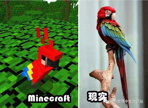 怎样快速把虎皮鹦鹉吃剩的谷子壳分离出来？我的世界鹦鹉壳在哪里获得