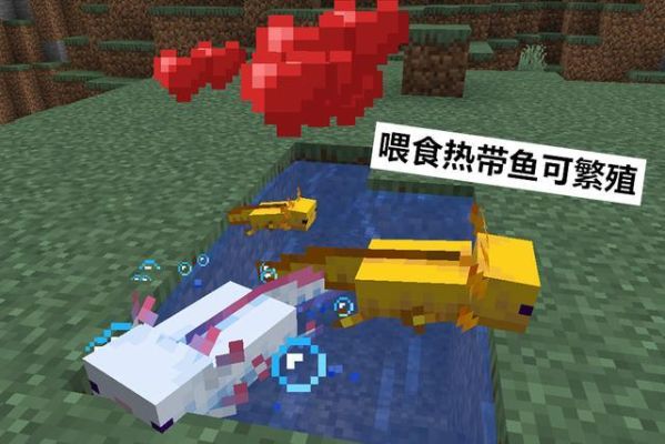 我的世界娃娃鱼怎么养？我的世界娃娃鱼哪里有卖