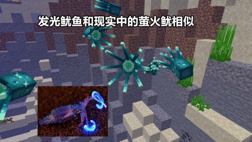 mc发光的鱿鱼怎么抓？（我的世界哪里有鱿鱼）