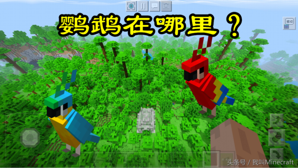 我的世界鹦鹉壳怎么用？（我的世界鹦鹉壳在哪里）