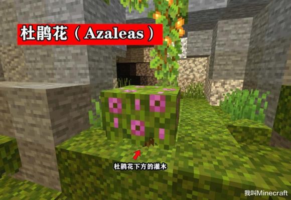 花粉是什么样子的？（我的世界孢子花种在哪里）