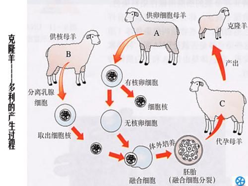 克隆羊多利的产生过程？（我的世界小羊从哪里来）