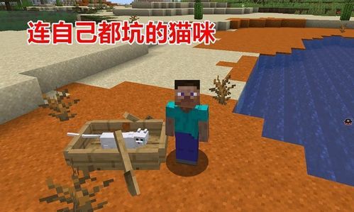 小猫的毛量随爸爸还是妈妈？（我的世界白猫家族在哪里）