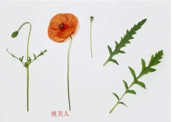 野生虞美人生长在什么地方？（我的世界虞美人哪里有）