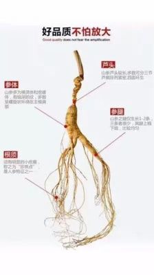 世界三大人参产地？（我的世界人参在哪里）