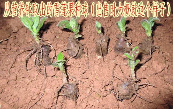 雪莲果的种子怎样留？（我的世界雪莲在哪里挖到）