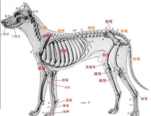 饥荒犬骨怎么拿？（我的世界骨头哪里能获得）