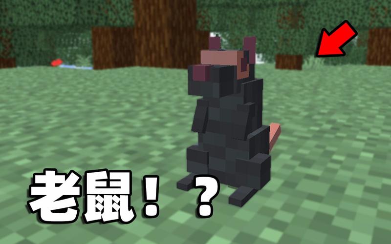 老鼠有几个大脑？（我的世界老鼠专家在哪里）
