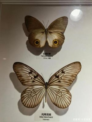蛹看着美丽的蝴蝶……材料作文？（我的世界虚无飞蛾在哪里）