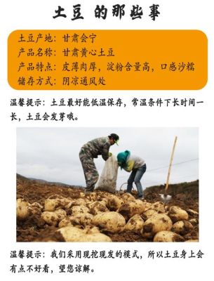 甘肃定西哪些生产土豆？（我的世界漳县哪里收购洋芋）