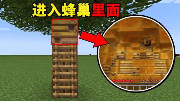 蜜蜂蜂巢高度？（我的世界超大蜂巢在哪里）