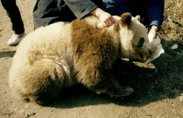棕色熊猫全国一共有多少只？（我的世界棕色熊猫在哪里）