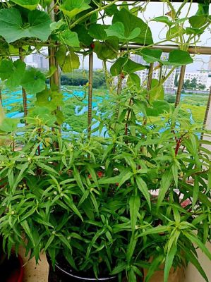 菜花是植物的哪部分？（我的世界菜花放在哪里）