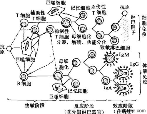 免疫应答的三个阶段依次为？（我的世界免疫信号在哪里）