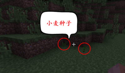 我的世界怎么获取小麦种子？（我的世界里面小麦在哪里）