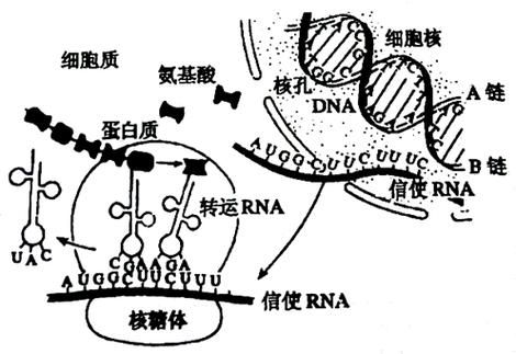 蛋白质的合成和核酸的关系？（我的世界核酸在哪里合成）