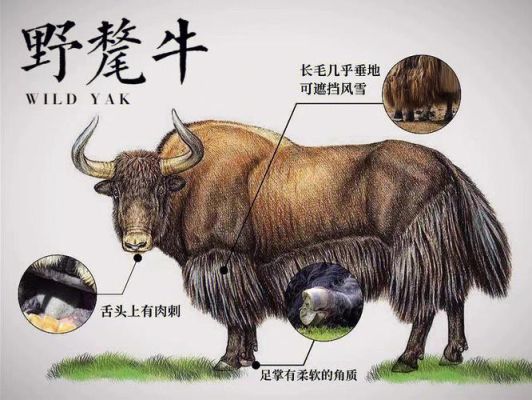 野牦牛寻找伴侣的过程？（我的世界 牦牛在哪里繁殖）