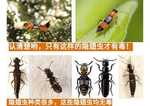 隐翅虫属于哪个科？（我的世界鞘翅藏在哪里）