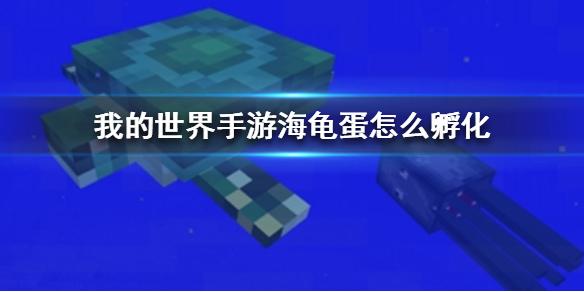 为什么龟肚子里都有蛋？（我的世界海龟哪里产蛋）