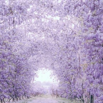 merge dragons哪个关卡有紫藤树？（我的世界紫藤花种在哪里）
