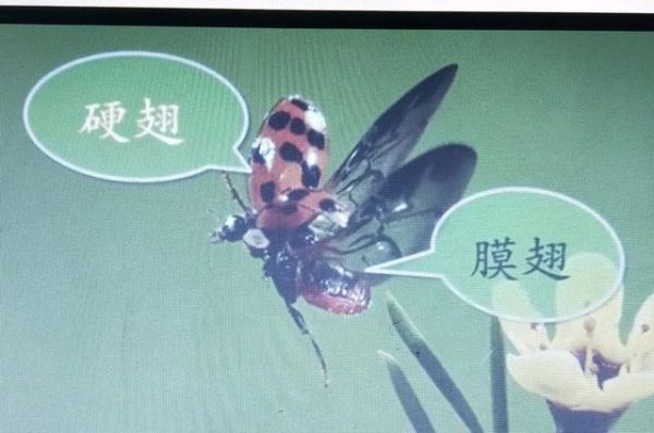 膜翅和硬翅区别？（我的世界硬翅在哪里）