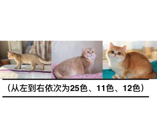 红金渐层科普（我的世界红猫在哪里）