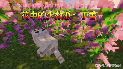 丁香之国是哪个？（我的世界丁香开在哪里）
