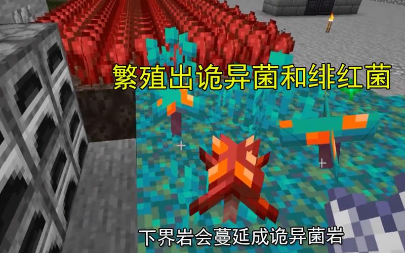 我的世界如何种植诡异菌岩？（我的世界骨头怪在哪里）