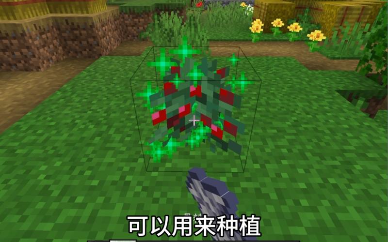 1.12我的世界哪里有浆果？（我的世界卤虫在哪里）