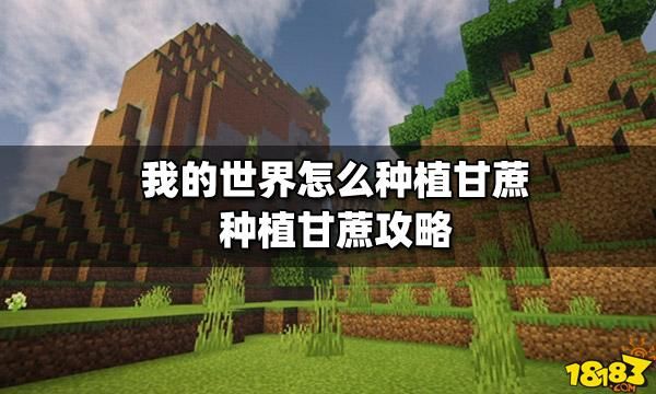为什么甘蔗不能用骨粉催熟？（我的世界甘蔗场在哪里）
