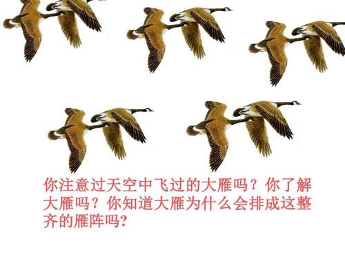 大雁为什么要排成“v”字形的雁阵？（我的世界小雁在哪里生成）