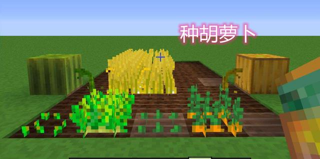 萝卜如何种植，简单种植萝卜的技巧？（我的世界哪里有萝卜种）