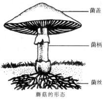 蘑菇各部分名称？（我的世界真菌土壤在哪里）