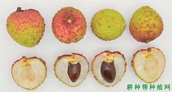 荔枝怎么变红？（我的世界荔枝在哪里生成）