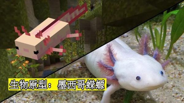 创造与魔法蝾螈驯服材料？（蝾螈在哪里生成我的世界）