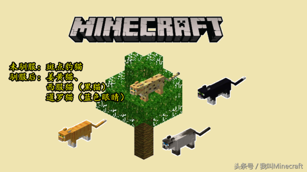 minecraft丛林找不到豹猫？（我的世界豹猫哪里找）