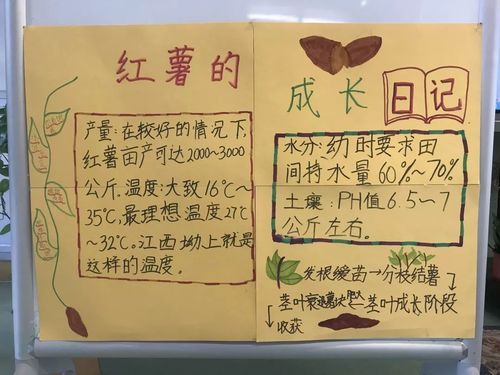 如何在拼多多上种红薯？（我的世界红薯在哪里种）