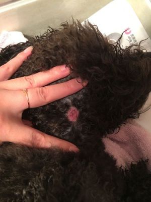 狗的下颈部有一块皮肤掉毛脱毛处长有小脓包我？（我的小小世界哪里有狗）