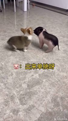 猪和狗交配能生出什么？（我的世界哪里生成狗狗视频）