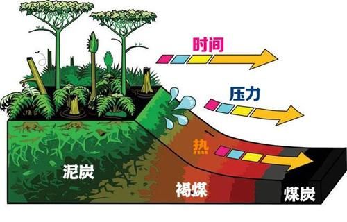 煤的形成过程？（我的世界侏罗纪泥炭在哪里）
